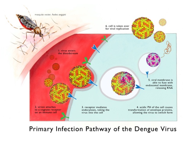 DengueVirusInvasion