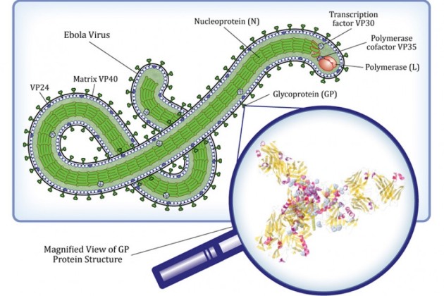 gp-ebola-proteins_0